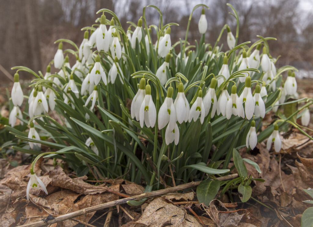Clump of snowdrops in Forest Home Park.  March 2022